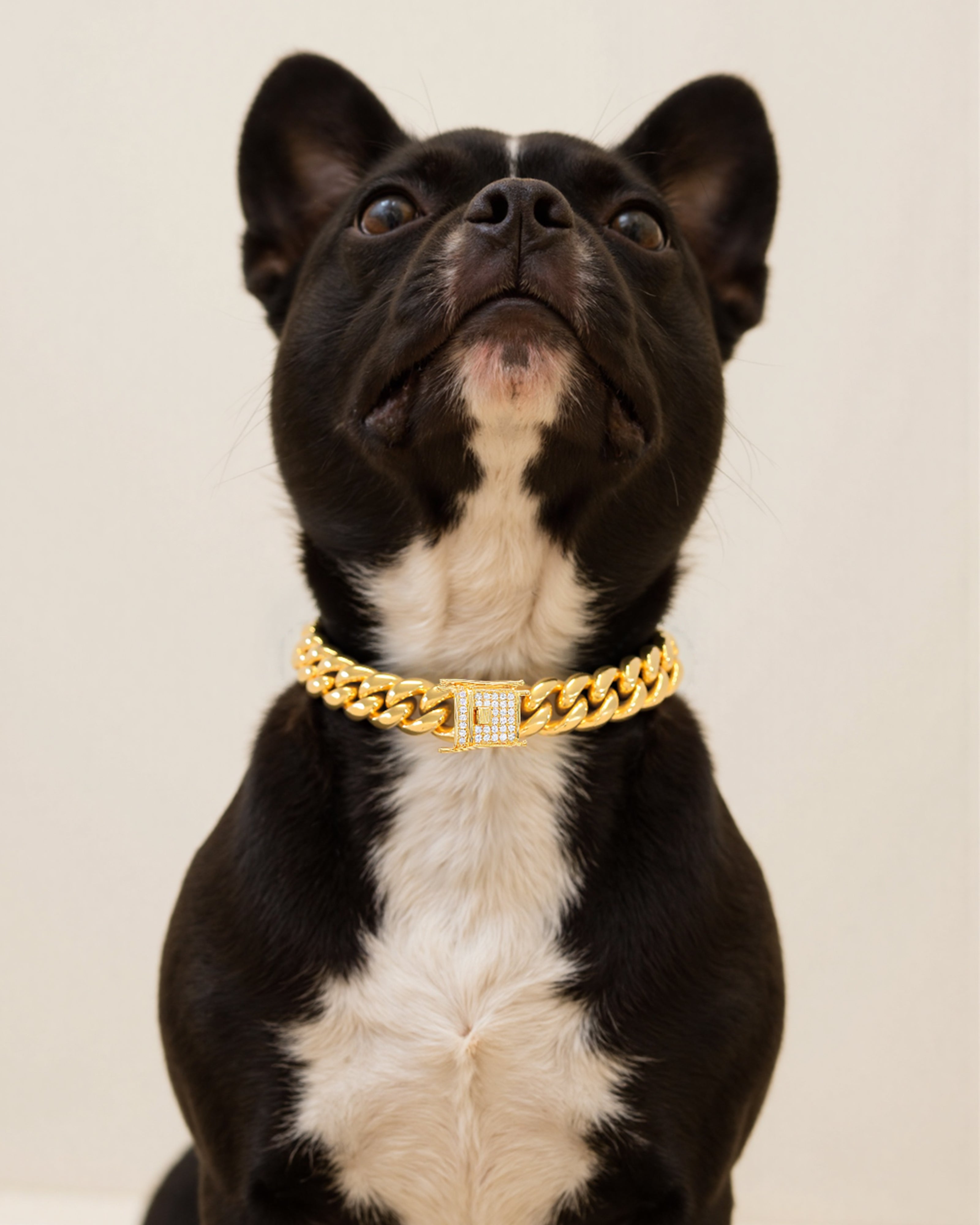 Arc Glow Startrail Pet Collar