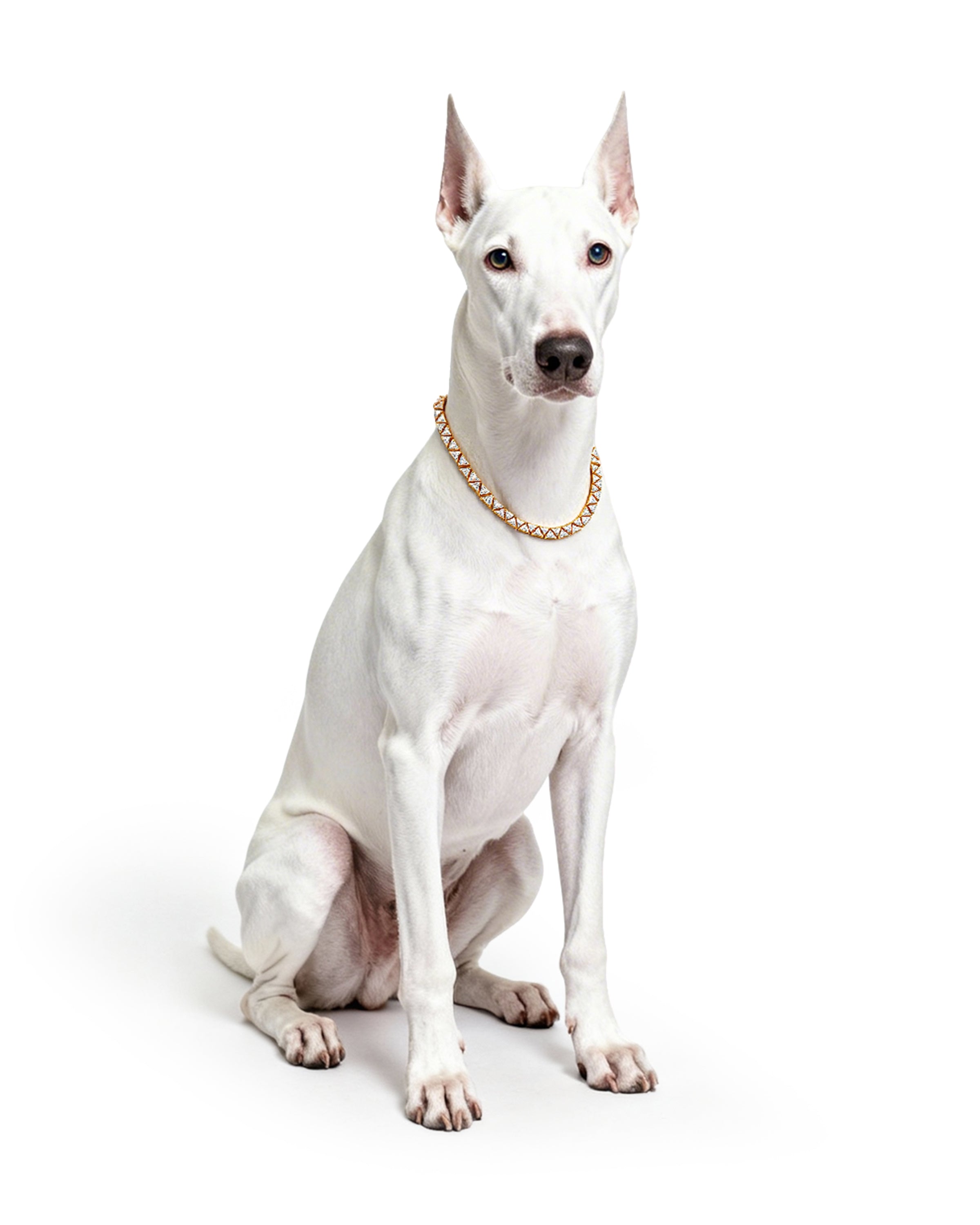 Starbond Pet Necklace featuring star-shaped charms and elegant gold accents for pets and owners.