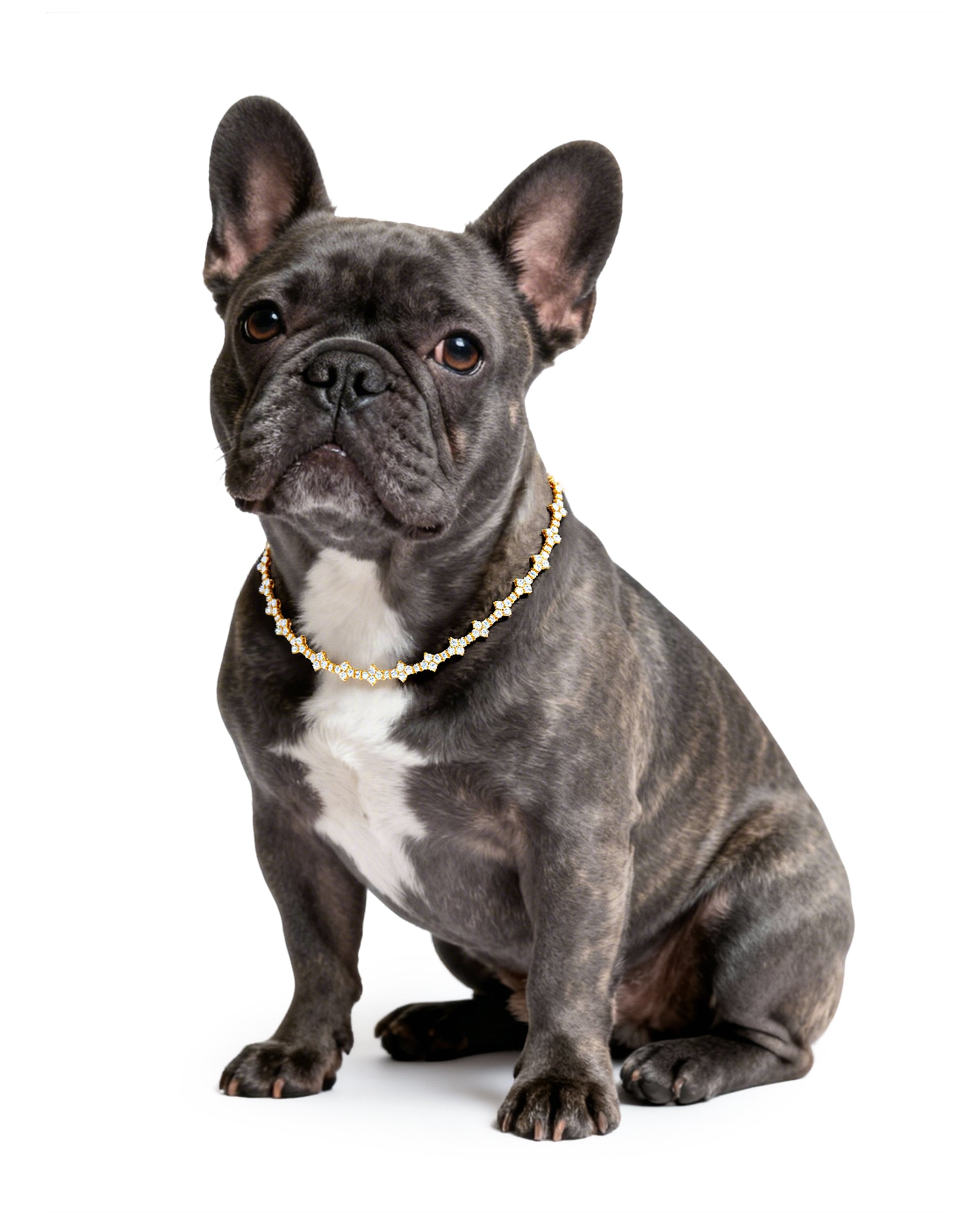 Celeste Furry & Me Necklace – Elegant gold necklace with sparkling star-inspired gemstones, symbolizing the loving bond between you and your pet.
