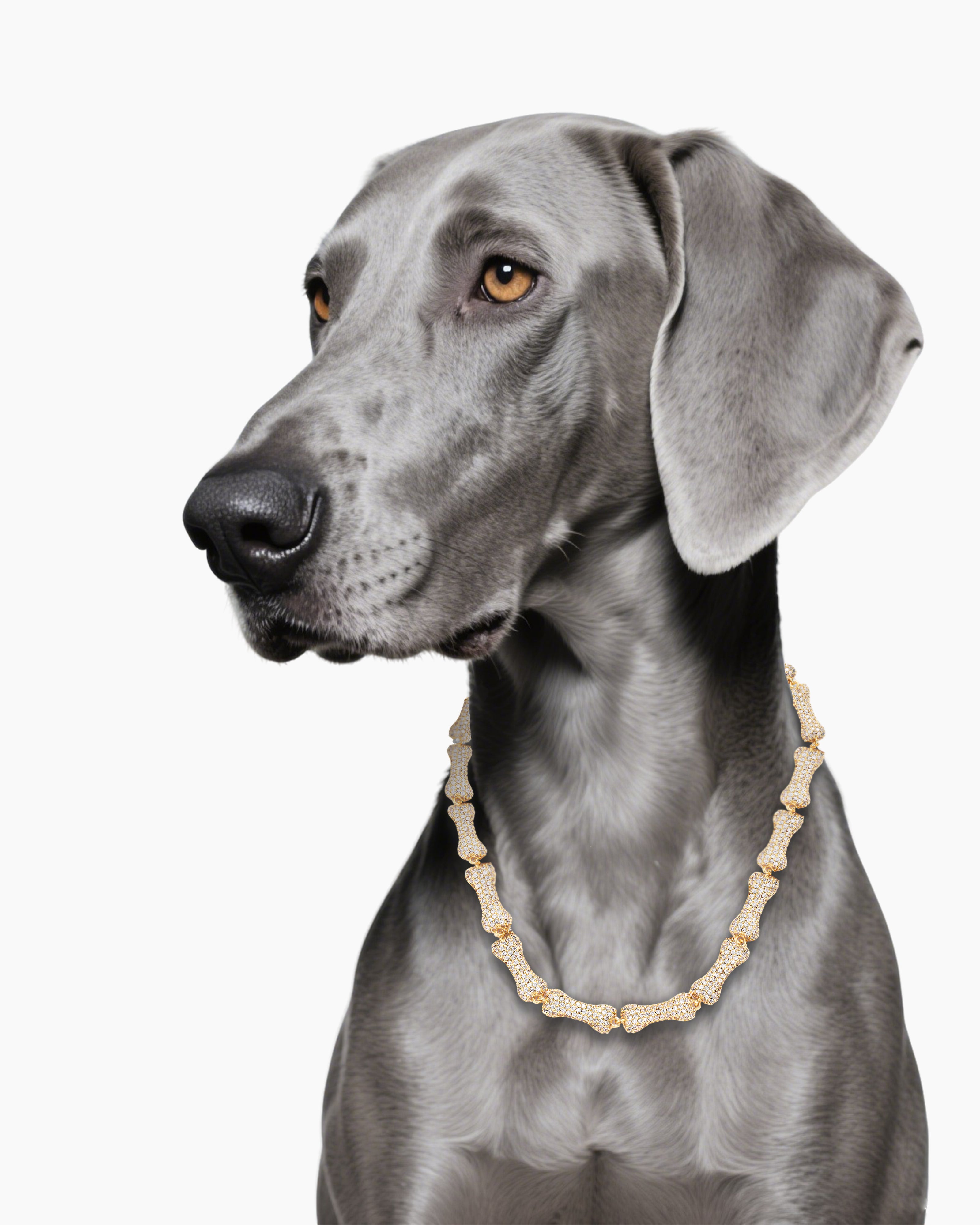 Forever Bone Pet Collar