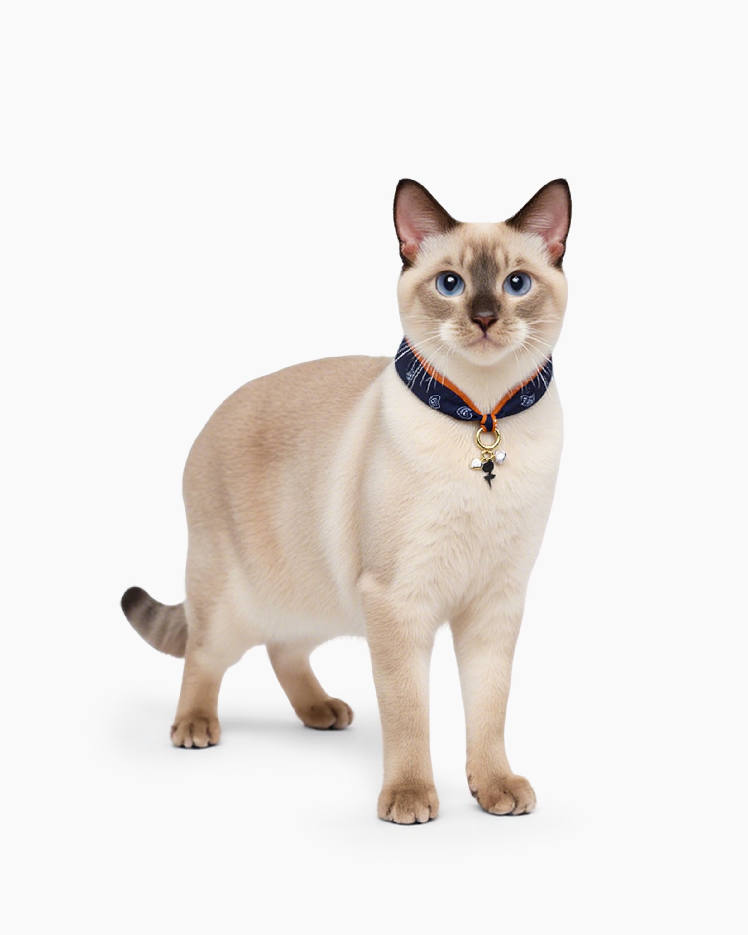 Cat Wearing Midnight Rose Silk Cat Collar with Black Rose and Heart Charm