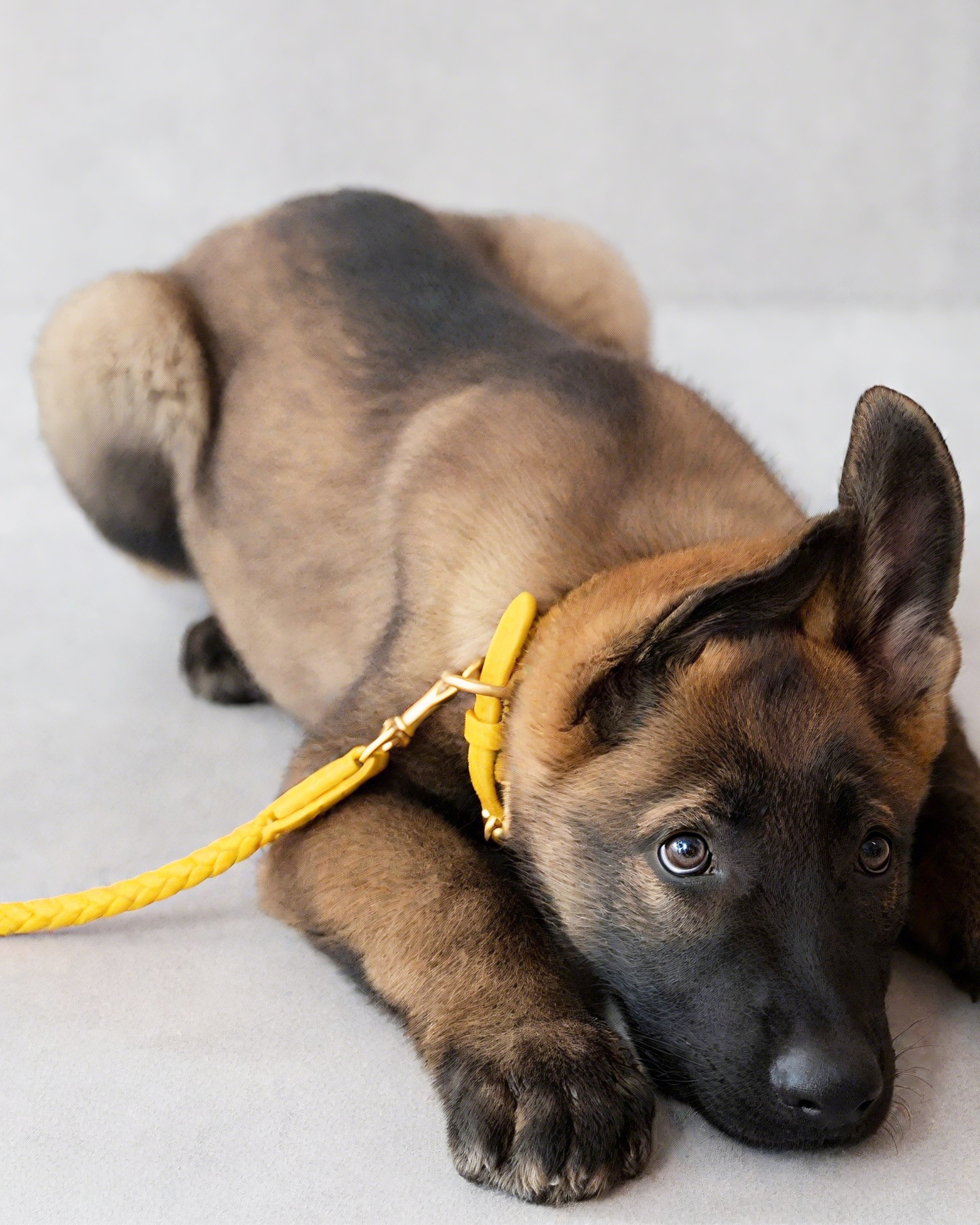 Luxury-style braided leather small dog leash for elegant pet outings.